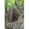 Tragopan Camo maskuojantis tinklas ruduo 3x3 m