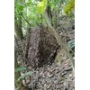 Tragopan Camo maskuojantis tinklas sniegas 3x3 m