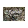 Tragopan Maskuotė dideliam foto objektyvui