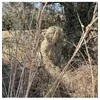 Tragopan Maskuotė Ghillie smėlio spalvos