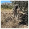 Tragopan Maskuotė Ghillie smėlio spalvos