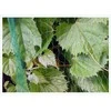 Tinklas nuo paukščių 19mm 3x5 m (7 g/m²)