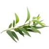 Arbatmedžio eterinis aliejus Tea Tree, Sattva Ayurveda, 10ml