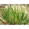 Balinio ajero šaknis Vacha Calamus, malta, Seyfried, 50g