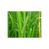 Balinio ajero šaknis Vacha Calamus, malta, Seyfried, 50g