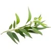 Eukaliptų eterinis aliejus Eucalyptus, Sattva Ayurveda, 10ml