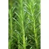 Gaivinantis plaukų aliejus Vitality Grow Revitalizing, Khadi Naturprodukte, 50 ml