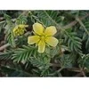 Himalaya Herbals Maisto papildas vyrams Tribulus Organic, Himalaya, 60 tablečių