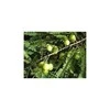Ayumi Naturals Indiškasis lapainis Amla Amalaki Rasayan, ekologiškas, Planet Ayurveda, 60 kapsulių