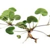 Ayumi Naturals Maisto papildas Gotu Kola, Planet Ayurveda, 60 kapsulių