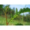 Ayumi Naturals Kreivasis lapainis Phyllanthus Niruri, ekologiškas, Planet Ayurveda, 60 kapsulių