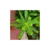 Ayumi Naturals Kreivasis lapainis Phyllanthus Niruri, ekologiškas, Planet Ayurveda, 60 kapsulių