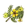 Ayumi Naturals Gulsčioji ragužė Tribulus Power, ekologiška, Planet Ayurveda, 60 kapsulių