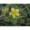 Ayumi Naturals Gulsčioji ragužė Tribulus Power, ekologiška, Planet Ayurveda, 60 kapsulių
