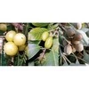 Ayumi Naturals Maisto papildas Triphala, ekologiška, Planet Ayurveda, 60 kapsulių