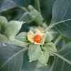 Ayumi Naturals Migdomoji vitanija Ašvaganda Ashwagandha, ekologiška, Planet Ayurveda, 60 kapsulių