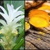 Ayumi Naturals Pluoštinė bosvelija ir ciberžolė Boswellia Curcumin, ekologiška, Planet Ayurveda, 60 kapsulių