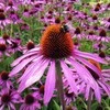 Ayumi Naturals Skėstašakis kamras Indian Echinacea, ekologiškas, Planet Ayurveda, 60 kapsulių