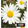 Epson 18 EasyMail "Daisy" Ink Multipack (4 spalvų)
