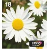 Epson 18 EasyMail "Daisy" Ink Multipack (4 spalvų)