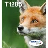Epson T1285 EasyMail „Fox“ rašalo daugiapakopė (4 spalvų)