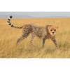 Schleich figūrėlė Gepardė