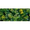 XEROX C320 C325 MAGENTA HIGH - CAPACITY TONER CARTRIDGE (5500 P