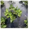 BioBag Garden filmas compostable BioAgri Garden 1.2x7m for 1–3 year old plants 35mqr. juodas