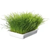 Trixie COT 100g