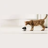 Enabot | ROLA Mini Pet Monitorius | Compact | 3 MP