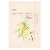 Ondo Beauty 36.5 PONG-PONG Charcoal and Yuja Bubble Mask 25 g