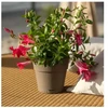Stefanplast Flower pot with tray Ethica Ø20x19cm ruda