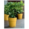 Stefanplast Flower pot with tray Ethica Ø40x39cm mustard yellow