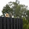 Pakabinama dekoracija „Kačiukas“