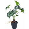Dirbtinis augalas GREENLAND H40cm, Alocasia