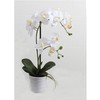 Home4You Balta orchidėja IN GARDEN, H51cm
