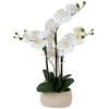 Home4you Balta orchidėja IN GARDEN, H55cm