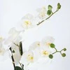 Home4you Balta orchidėja IN GARDEN, H55cm