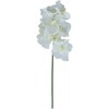 Home4You Orchidėja ŽIEDAS H60cm, mišinys