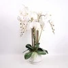 Home4You Orchidėja GARDEN QUEEN A68cm, balta