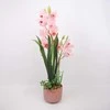 Home4You Rožinė Orchidėja GARDEN QUEEN H70cm, šviesiai rožinė