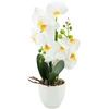 Home4You Orchidėja „GREENLAND“ H40 cm, baltas vazonas, baltas žiedas