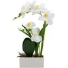 Home4You Orchid GREENLAND H41cm baltas pot, baltas flower