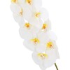 Orchidėja SODYBAI H92cm, baltas falenopsis