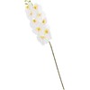 Orchidėja SODYBAI H92cm, baltas falenopsis