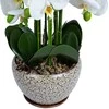 Home4You Orchidėja SODE H72cm pilkas vazonas
