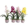 Home4You Orchidėja GARDEN QUEEN H70cm, balta