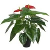 Home4You Žalias augalas ANTHURIUM, aukštis 45 cm