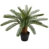 Home4You Žalias augalas CYCAS, aukštis 70 cm, juodas vazonas