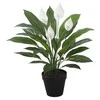 Home4You Žalias augalas SPATHE, aukštis 60 cm